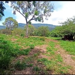 Parcela en La Granja El Cucharo